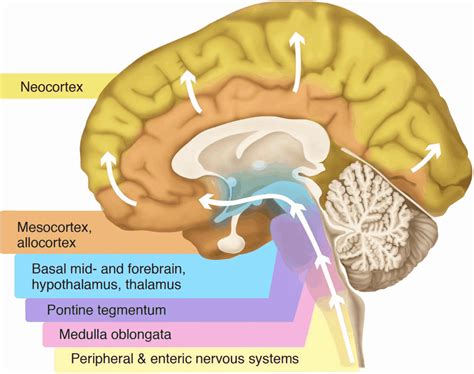 neo cortex|neocortex anatomy.